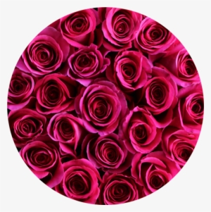 Hot Pink Roses In Round Flower Box - Flower