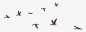 Flying Bird Clipart Bird Png - Birds For Photoshop Png