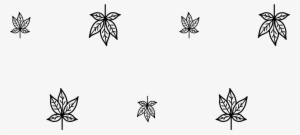 black, and, white, invertebrate, leaf, insect, - stock.xchng