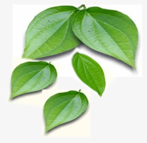 Betel Leaves - Betel Leaf Paan Png