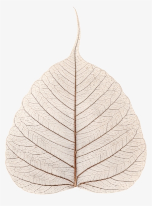 File - Skeletonized Leaf - Ficus Religiosa - Kolkata