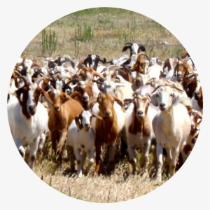 goats - herd of goats