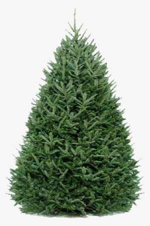 Fraser-fir Original - Fraser Fir Christmas Tree