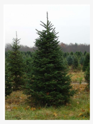 Learn About The Fraser Fir, Another Classic Christmas - Christmas Tree