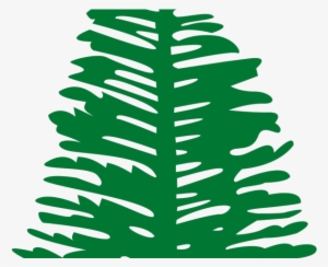 Drawn Fir Tree Norfolk Pine - Norfolk Island Flag Tree