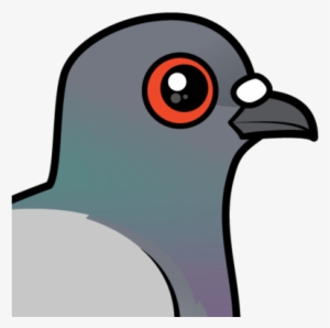 About The Rock Pigeon - Rock Dove