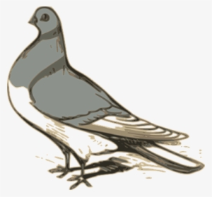 Pigeon, Bird, Grey, Standing, Symbol - Custom Pigeon Mugs