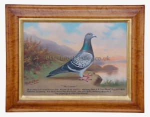 Pair Of Pigeons 'blue Boy' & 'the Leader' - Pigeons Painting