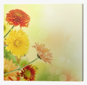 Colorful Mums Flowers On Warm Bokeh Background Canvas