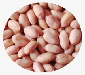 Groundnut-seeds - Dried Peanut