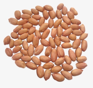 Peanut Kernels - Peanut