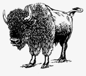 American Bison White Buffalo Mammal Computer Icons - Bison Black And White Png