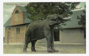 Vintage Postcard Of Elephant At The Buffalo, N - Buffalo