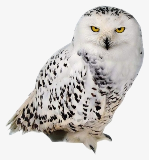 Belles Chouettes 53 Img Owl Png, Owl Background, Harry - Buho Nival De La Tundra