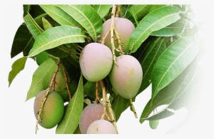 0 - Alphonso Mango Tree Buy
