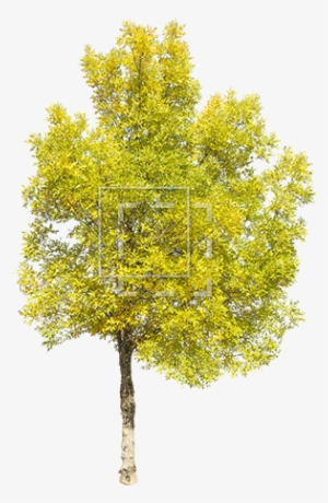 Tall Green Juniper - Green Yellow Trees Png