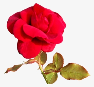 Red Rose For A Valentine Greeting, Red Valentine Day - Love You Pink Rose Heart Images Gif