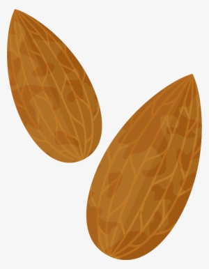 Almond Png Clipart Image 01 - Almond Png Animated