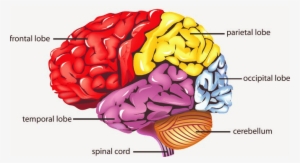 Control Brain Through Breath In Fibromyalgia - Brain And Its Parts