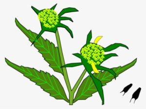 Flowering Plant Plant Stem Leaf Food - Food