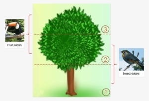 The Usage Of The Neem Tree - Scientific Diagram