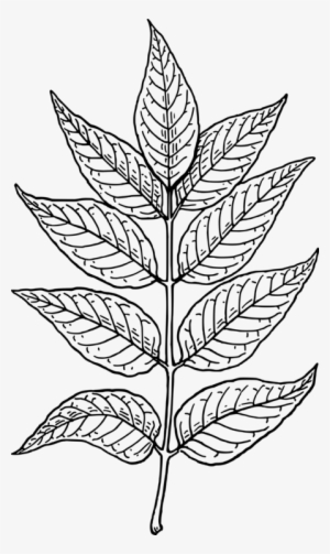 Autumn Leaf Color Drawing Neem Tree Black And White - Leaves Clip Art