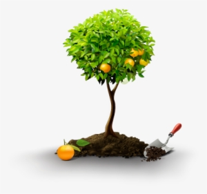 Neem Bio Pesticide - Fruit Tree Icon Png