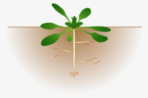 Free Download Plante Fixatrice D Azote Clipart Plants - Arabidopsis Clipart