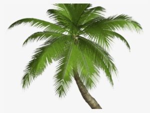 Palm Tree Png Transparent Images - High Resolution Palm Trees