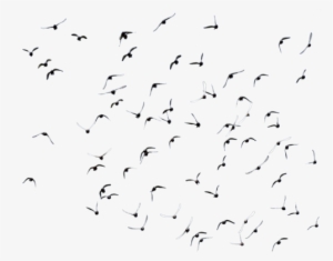 Disney Princess Images Flying Birds 30 Hd Wallpaper - Siyah Beyaz Kuş Png