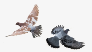 Flying Birds - Güvercinler Png