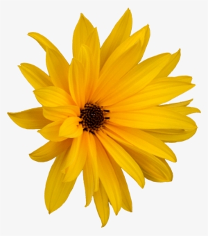 Flower Marguerite Png - Jerusalem Artichoke Flower Png