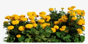 Transparent Marigold Flower Png
