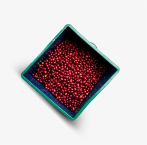 Nespresso Uses Ripe Cherries With Optimum Bean Density - Bead