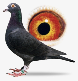The Absolute Superstar In International Pigeon Racing, - Pigeon Racing Homer Picture Free Download