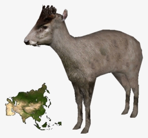 Tufted Deer - Bigger Africa Or Asia