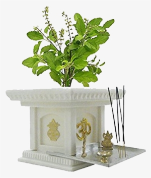 Shaligram Vivah / Tulsi Vivah / Ghat Vivah - Tulsi Plant