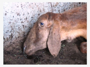 Opa Affected Sheep With Respiratory Distress And Mucus - Jaagsiekte Gross Lesions