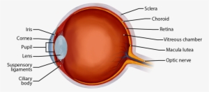 This Picture Shows A Section Through An Eye Showing - Eye