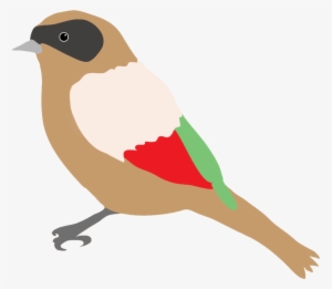 Dompaplike Bird With Colors - Birds Drawing Png