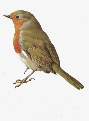 Glenda's World - Transparent Background Robin Bird Png