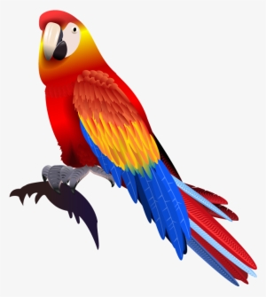 Vector Parrot Colored - Parrot