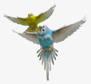 Parrot Parrots Bird Fly Air Up Sky Colors Cute - Parrot