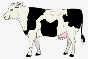 Cow Livestock Cattle Farm Animal Beef Dair - Side Of A Cow