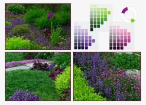 Analogous Complementary Colour Scheme - Complementary Colours In Garden