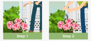 Directly After Planting, Give Your Shrub A Thorough - Illustration