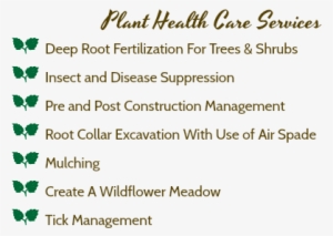 Plant Health Care Services A Deep Root Fertilization - Tree