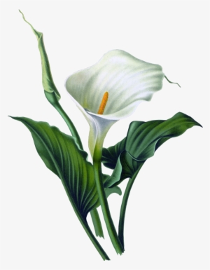 Floral Vector Png