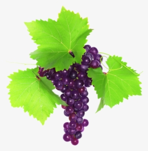 Red And Black Grapes - Grape