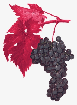 5 Acres Planted March - Giclee Painting: Kreyder's San Gioveto Grape, 61x46in.